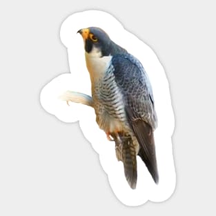 Falcon Sticker